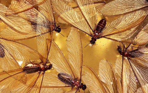 Dịch Vụ Diệt Mối An Toàn Cho Bệnh Viện Thái Bình – Môi Trường Xanh Thái Bình