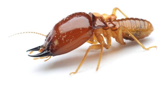 Diệt Mối Cho Văn Phòng Thái Bình – Bảo Vệ Tài Sản & Uy Tín Doanh Nghiệp – Gọi Ngay 096 813 2286