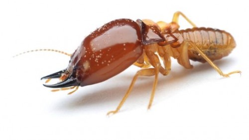 Diệt Mối Cho Văn Phòng Thái Bình – Bảo Vệ Tài Sản & Uy Tín Doanh Nghiệp – Gọi Ngay 096 813 2286