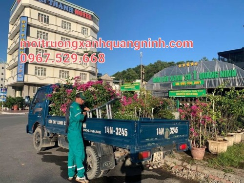 Dịch Vụ Cưa Cây Chuyên Nghiệp, An Toàn Tại Thái Bình | Môi Trường Xanh Gọi ngay: 096 813 2286