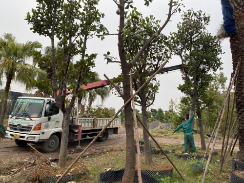 Cẩu Kato Thái Bình – Sức Mạnh Nâng Hạ Hàng Đầu, An Toàn Vượt Trội! Hotline: 096 813 2286