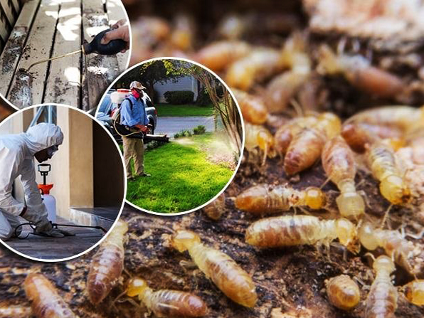 Diệt Côn Trùng Tại Nhà Tại Thái Bình - Gọi Ngay: 096 813 2286