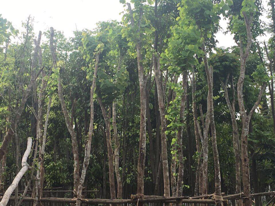 Cây Bóng Mát Công Trình Thái Bình - Tạo Không Gian Xanh Mát, Bền Vững!