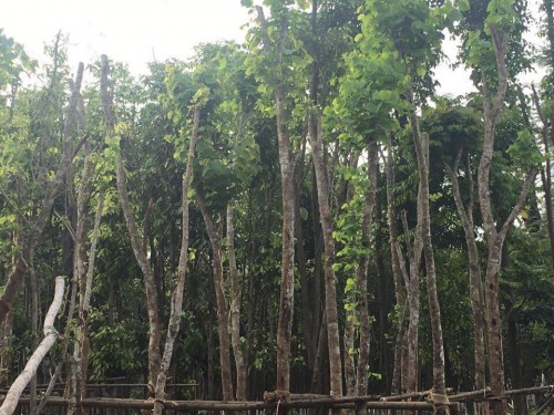 Cây Bóng Mát Công Trình Thái Bình - Tạo Không Gian Xanh Mát, Bền Vững!