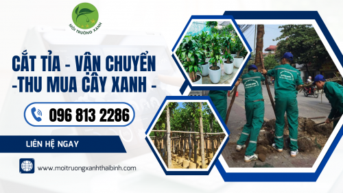 Cây Xanh Đô Thị Thái Bình – Hotline 096 813 2286: Nâng Tầm Chất Lượng Sống, Kiến Tạo Thành Phố Xanh Bền Vững!