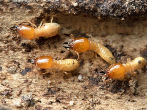 Dịch Vụ Diệt Mối Cho Kho Xưởng Tại Thái Bình – Bảo Vệ Tài Sản & Hàng Hóa Cùng Môi Trường Xanh Thái Bình – Gọi Ngay 096 813 2286!