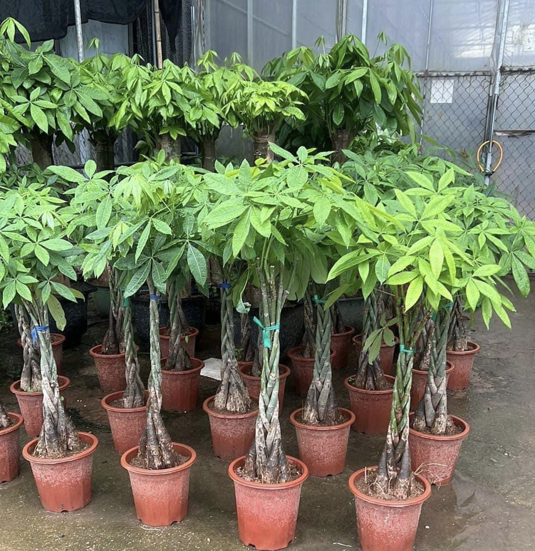 Cây Xanh Bóng Mát Giá Rẻ Thái Bình: Ưu Đãi Lớn, Không Gian Xanh Mát Tức Thì Hotline: 096 813 2286