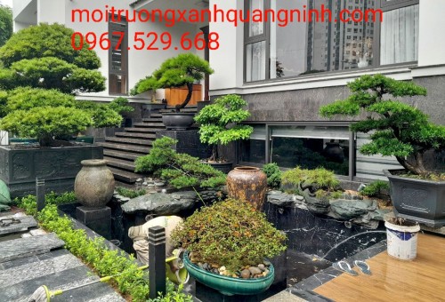 Đơn Vị Cung Cấp Cây Xanh Uy Tín Hàng Đầu Tại Thái Bình! Liên hệ: 0968.132.286