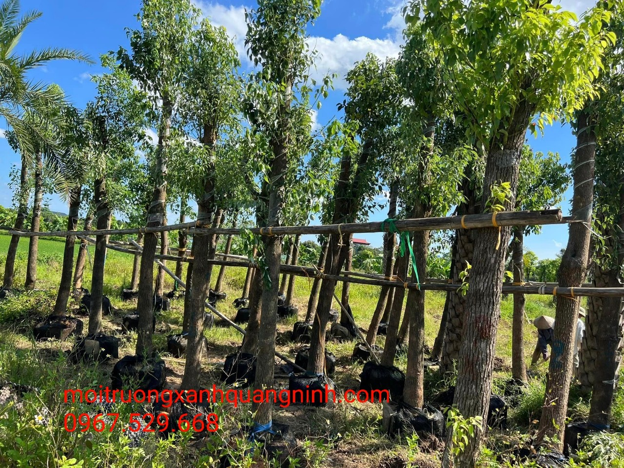 Cung Cấp Cây Xanh Thái Bình Chuyên Nghiệp – Đa Dạng, Chất Lượng Cho Mọi Dự Án – Gọi Ngay 096 813 2286