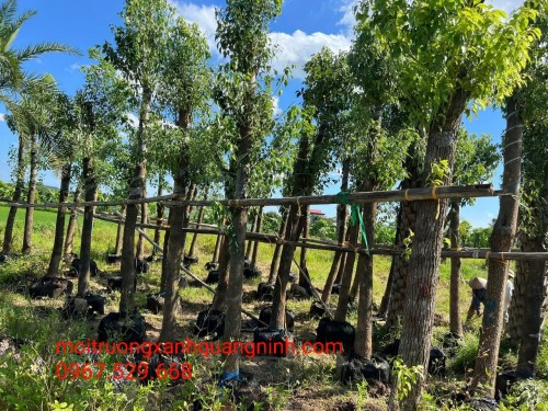 Cung Cấp Cây Xanh Thái Bình Chuyên Nghiệp – Đa Dạng, Chất Lượng Cho Mọi Dự Án – Gọi Ngay 096 813 2286