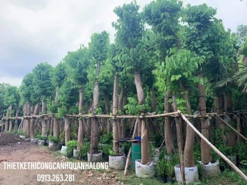 Cây Xanh Thái Bình – Kiến Tạo Lá Phổi Xanh Cho Đô Thị & Cuộc Sống Bền Vững