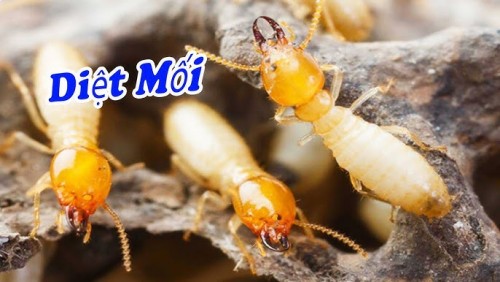  Giải Pháp Chuyên Nghiệp: Gọi Ngay 096 813 2286 - Diệt Mối Tận Gốc Văn Phòng, Công Ty Tại Thái Bình - Môi Trường Xanh!