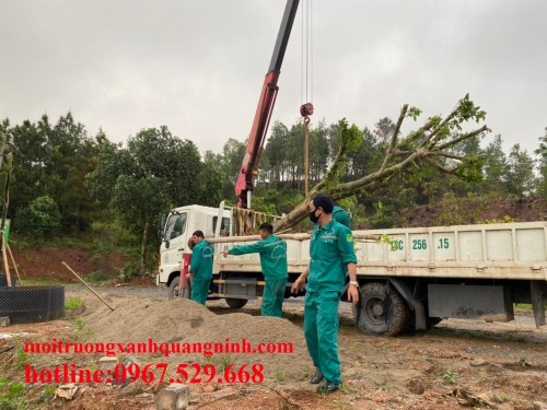 [GIÁ TỐT NHẤT] Gọi Ngay! Công Ty Cho Thuê Xe Nâng Thái Bình Uy Tín - Môi Trường Xanh TB: 096 813 2286