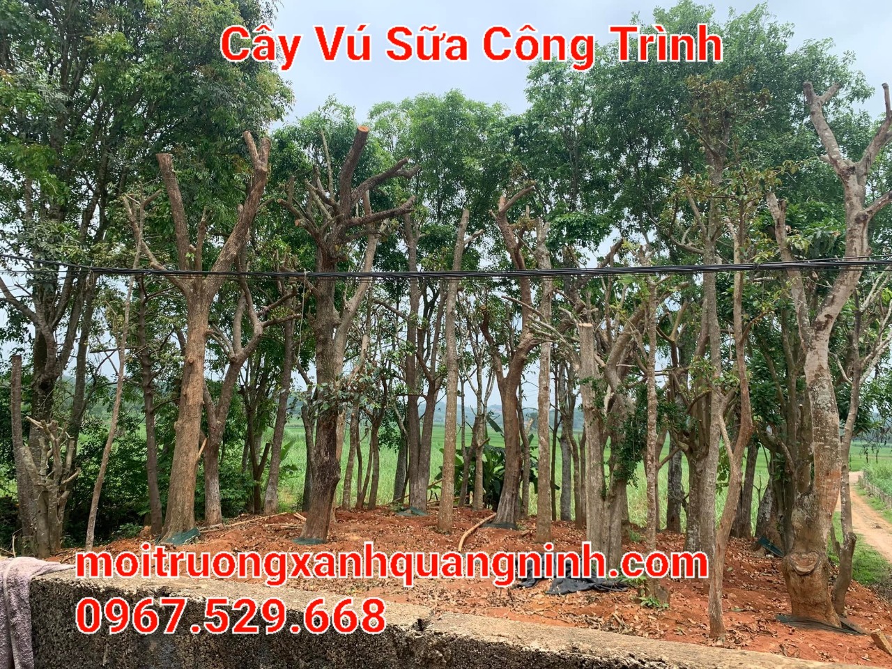 Cung Cấp Số Lượng Lớn Cây Công Trình Tại Thái Bình - Môi Trường Xanh Thái Bình Hotline: 096 813 2286
