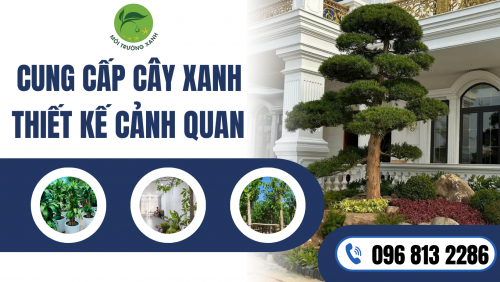ĐỊA CHỈ BÁN CÂY NỘI THẤT GIÁ SIÊU RẺ TẠI THÁI BÌNH – Hotline 096 813 2286: Mang Thiên Nhiên Vào Không Gian Sống Của Bạn!