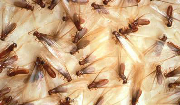  Bảo Vệ Hàng Hóa & Cơ Sở Vật Chất: Gọi Ngay 096 813 2286 - Diệt Mối Tận Gốc Kho Xưởng, Công Ty Tại Thái Bình - Môi Trường Xanh Chuyên Nghiệp!