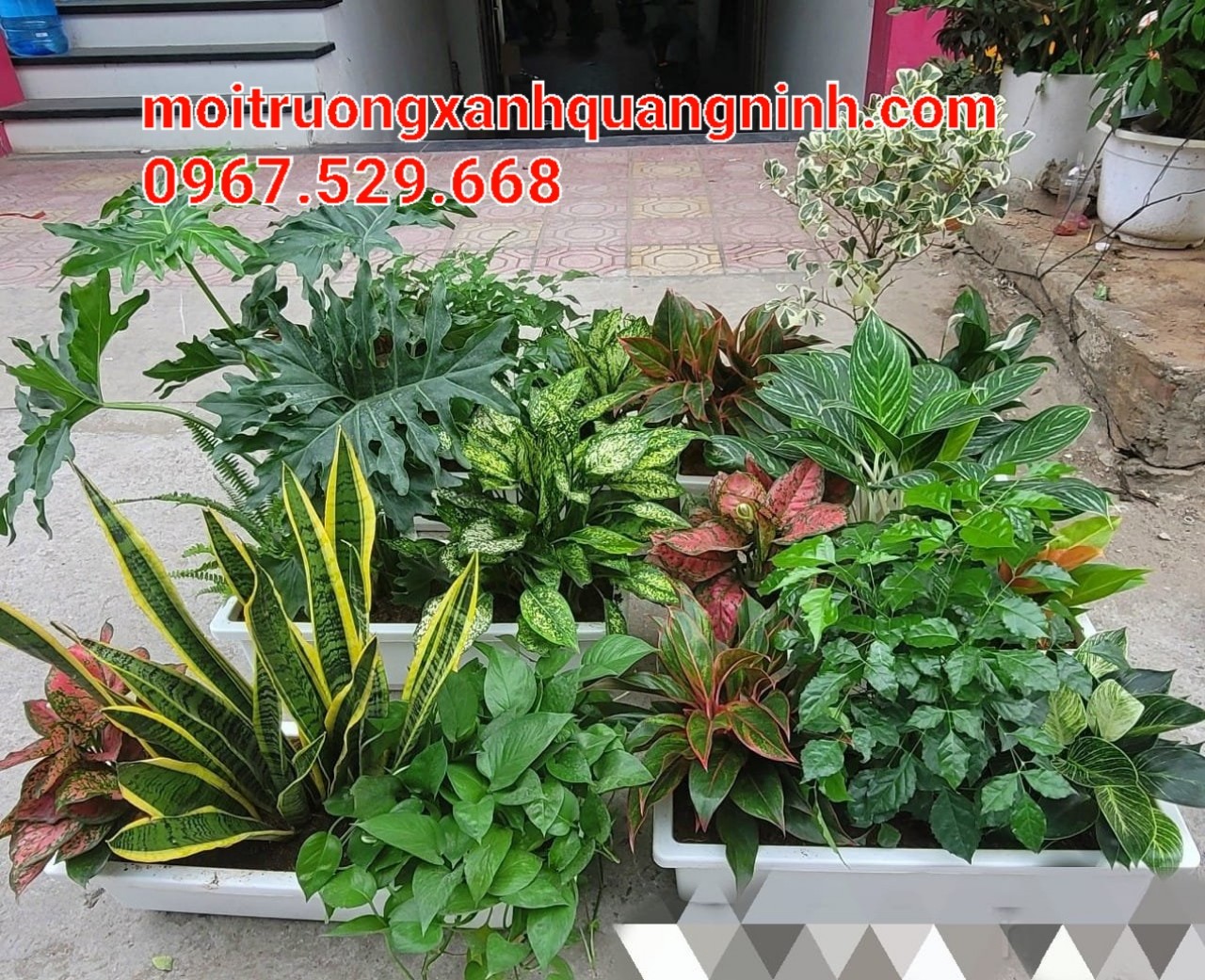  Dịch Vụ Cây Xanh Thái Bình Chuyên Nghiệp – Kiến Tạo & Duy Trì Mảng Xanh Bền Vững – Gọi Ngay 096 813 2286