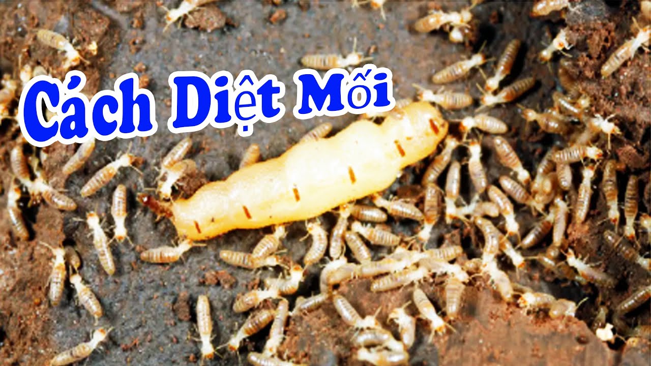 [BẢO VỆ MÔI TRƯỜNG Y TẾ] Dịch Vụ Diệt Mối Tận Gốc Cho Bệnh Viện #1 Thái Bình - Gọi Ngay 096 813 2286