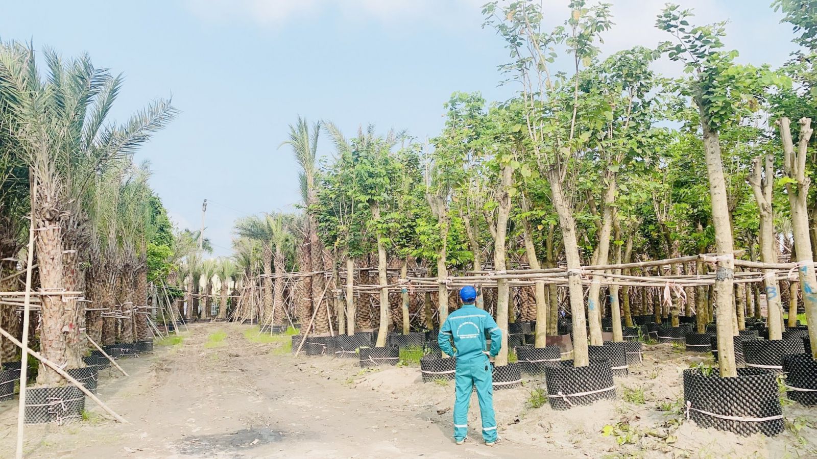 Cung Cấp Cây Công Trình Thái Bình - Môi trường xanh Thái Bình: Kiến Tạo Không Gian Xanh Hoàn Mỹ! Gọi Ngay 096 813 2286!