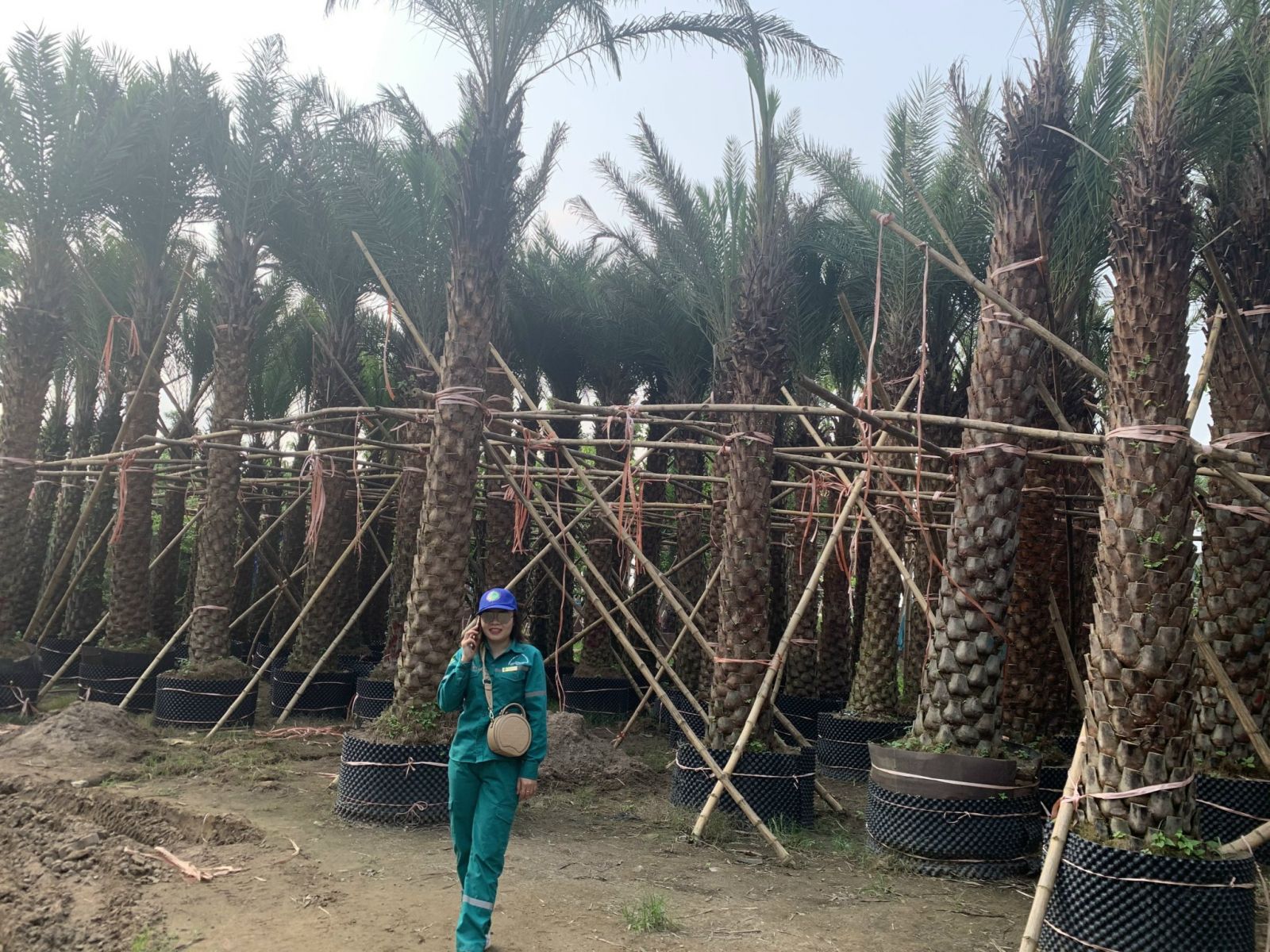 Mua Cây Công Trình Số Lượng Lớn Tại Thái Bình - Môi trường xanh Thái Bình: Đối Tác Tin Cậy, Ưu Đãi Hấp Dẫn! Gọi Ngay 096 813 2286!