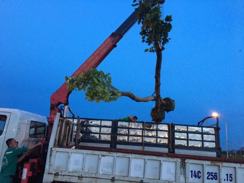 Xe Nâng Hàng Thái Bình: Giải Pháp Nâng Hạ Hiệu Quả & Chuyên Nghiệp Cùng Môi Trường Xanh Thái Bình – Gọi Ngay 096 813 2286!