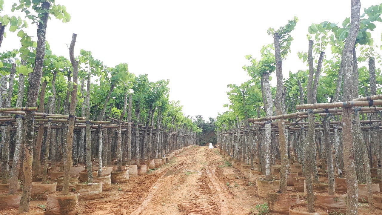 Cây Xanh Dự Án Thái Bình – Kiến Tạo Không Gian Xanh Chuyên Nghiệp – Gọi Ngay 096 813 2286