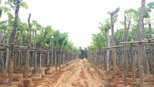 Cây Xanh Dự Án Thái Bình – Kiến Tạo Không Gian Xanh Chuyên Nghiệp – Gọi Ngay 096 813 2286