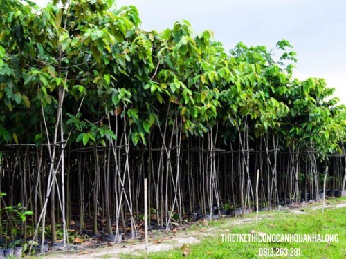 Cây Xanh Đô Thị Thái Bình - Kiến Tạo Không Gian Xanh Mát, Trong Lành - Gọi Ngay 096 813 2286