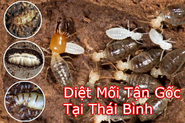 Phòng Chống Mối Thái Bình - Bảo Vệ Tổ Ấm Khỏi Mối Mọt - Gọi Ngay 096 813 2286