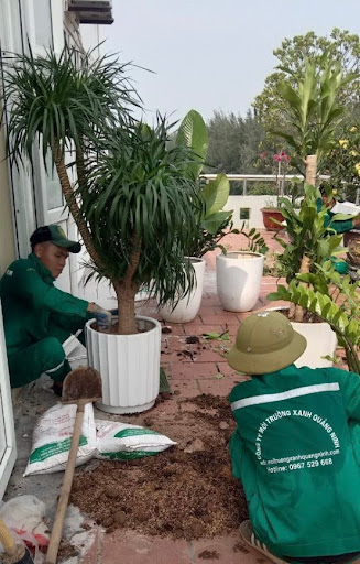 Thi công chăm sóc cây cảnh trong nhà