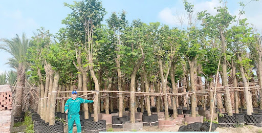 cung cấp cây xanh công trình