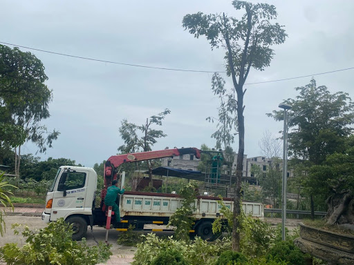Dịch Vụ Cưa Cây Xanh Thái Bình: An Toàn, Chuyên Nghiệp, Giá Tốt