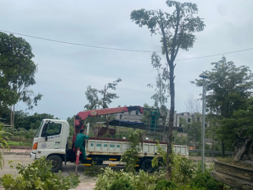 Dịch vụ vận chuyển cây xanh - Mang thiên nhiên đến mọi nơi