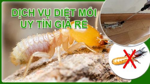 Công Ty Dịch Vụ Diệt Mối Chuyên Nghiệp, Uy Tín Tại Thái Bình | Môi Trường Xanh Liên hệ: 096 813 2286