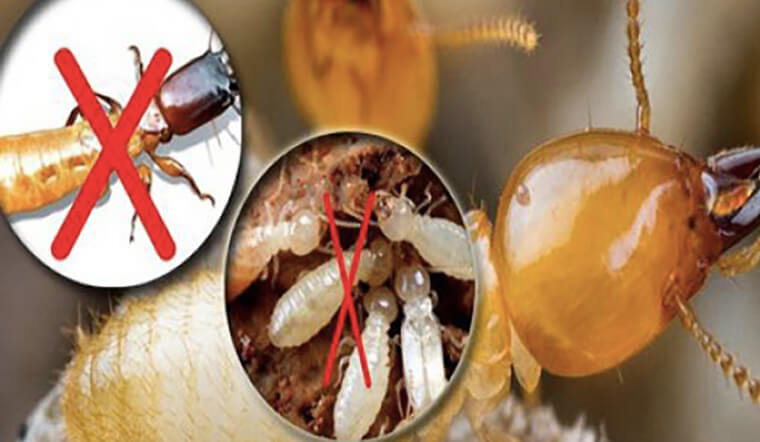 Công Ty Dịch Vụ Diệt Mối Tận Gốc Thái Bình - Liên hệ ngay 096 813 2286!