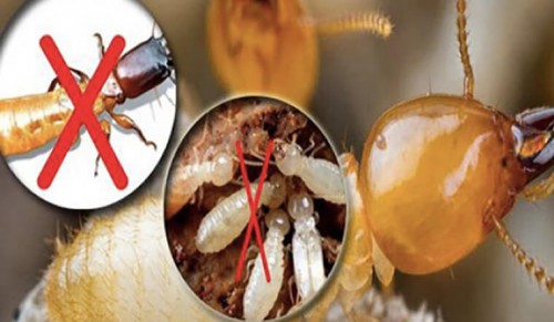 Công Ty Dịch Vụ Diệt Mối Tận Gốc Thái Bình - Liên hệ ngay 096 813 2286!