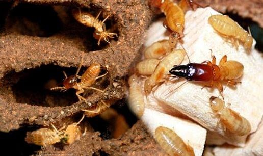 [AN TOÀN - HIỆU QUẢ] Gọi Ngay! Diệt Mối Sinh Học Thái Bình Chuyên Nghiệp - Môi Trường Xanh TB: 096 813 2286