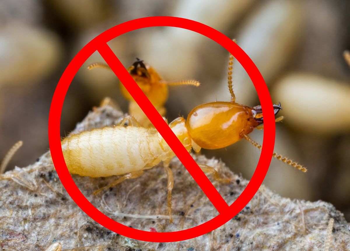 Diệt Mối Tận Gốc Tại Nhà Thái Bình - Bảo Vệ Tổ Ấm Khỏi 