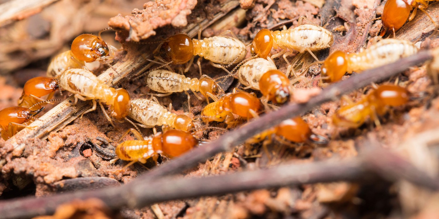 Công ty dịch vụ diệt mối uy tín tại Thái Bình - Môi trường xanh Thái Bình Liên hệ: 0968.132.286