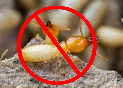 Diệt Mối Tận Gốc Tại Nhà Thái Bình - Bảo Vệ Tổ Ấm Khỏi 