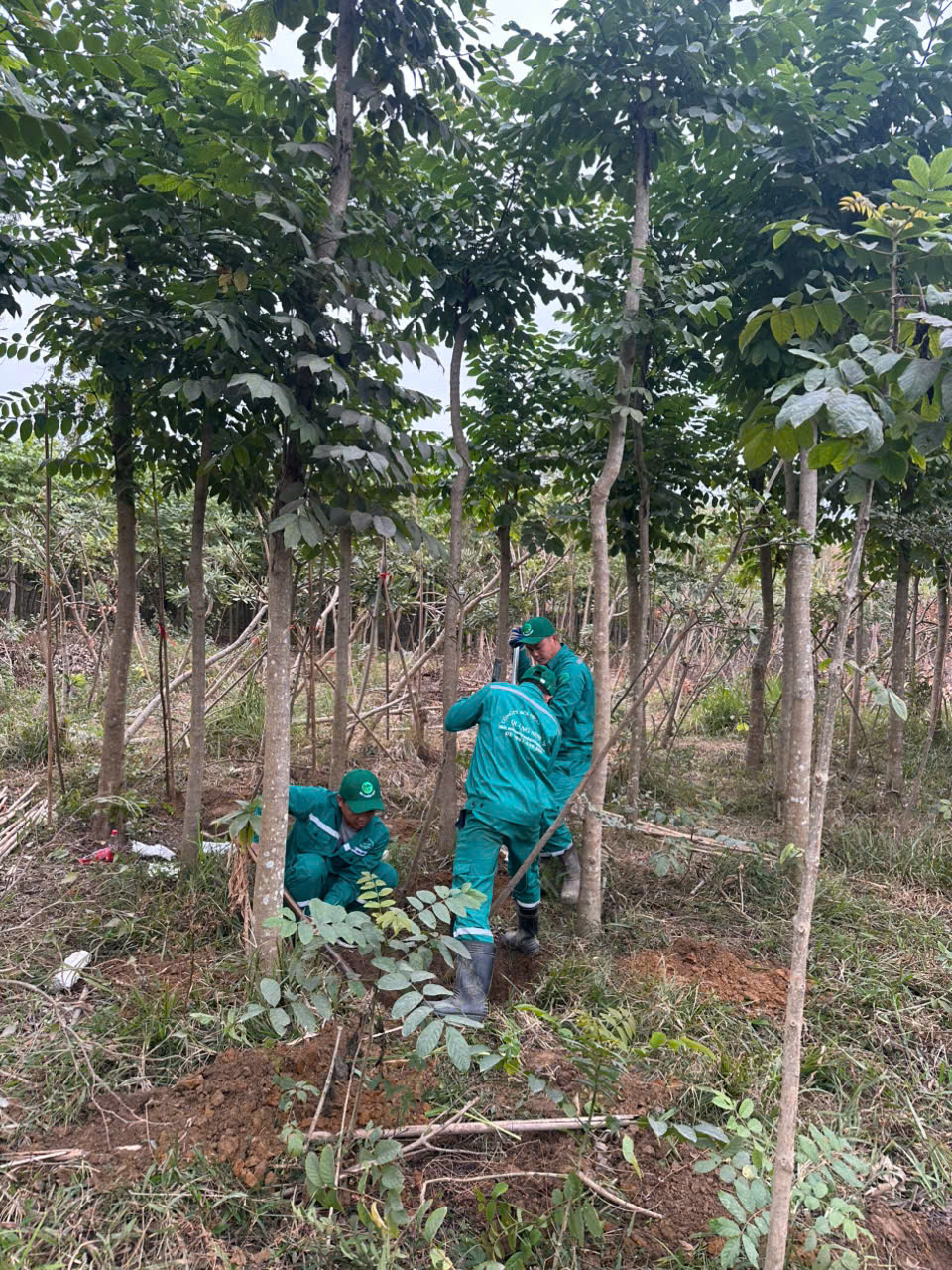 Cây Xanh Bóng Mát Thái Bình - Giải Pháp Mảng Xanh Hiệu Quả & Bền Vững 096 813 2286