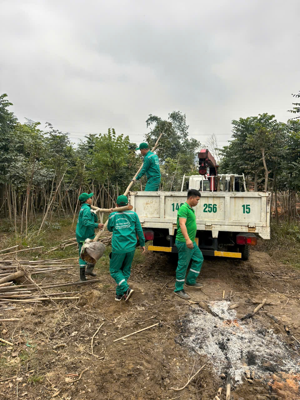 Cung Cấp Cây Xanh Tại Thái Bình: Kiến Tạo Không Gian Sống Xanh, Trong Lành Cùng Môi Trường Xanh Thái Bình – Gọi Ngay 096 813 2286!