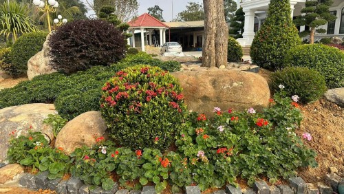 Cung Cấp Cây Xanh Giá Rẻ Tại Thái Bình - Môi Trường Xanh Thái Bình