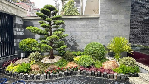 Bán, Cung Cấp Cây Xanh Công Trình Tại Thái Bình - Uy Tín, Chất Lượng Liên hệ: 0968.132.286