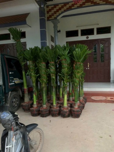 Cây Xanh Đô Thị Thái Bình - Môi trường xanh Thái Bình: Mang Màu Xanh Đến Cuộc Sống Hiện Đại! Gọi Ngay 096 813 2286!