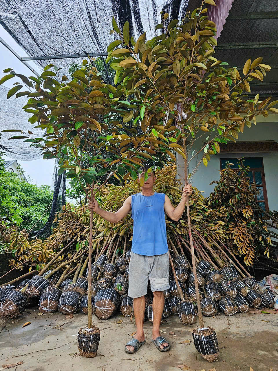 Cây Cảnh Thái Bình & Dịch Vụ Thiết Kế, Chăm Sóc Độc Đáo 096 813 2286