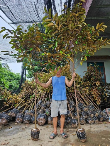 Cây Cảnh Thái Bình & Dịch Vụ Thiết Kế, Chăm Sóc Độc Đáo 096 813 2286