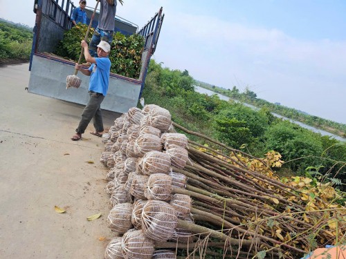Cây Xanh Công Trình Thái Bình - Môi trường xanh Thái Bình: Ươm Mầm Không Gian Xanh, Vững Bền Tương Lai! Gọi Ngay 096 813 2286!